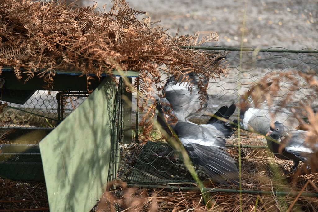 Les palombes, près des filets sont poussées dans des cages et enfermées pour la nuit. Elles seront à l'abri des prédateurs comme le renard.