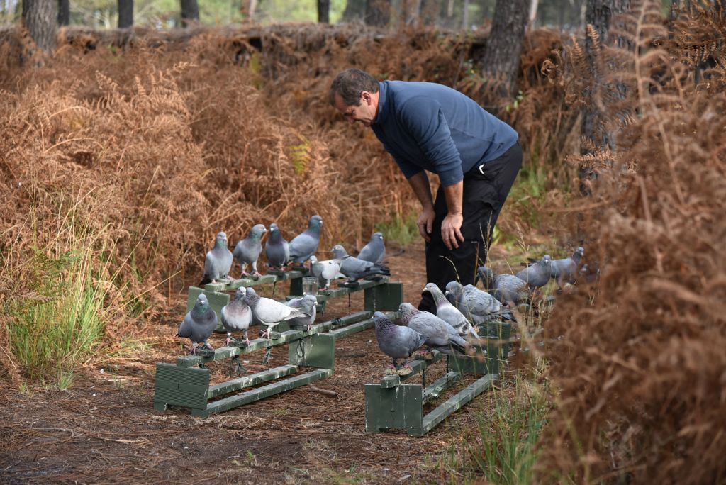 Jérôme connaît chacun de ses pigeons...