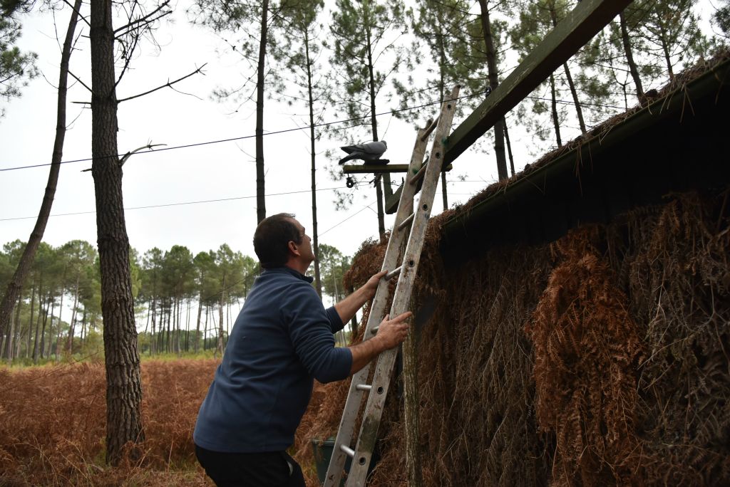 Ne pas oublier le pigeon espion sur la cabane !