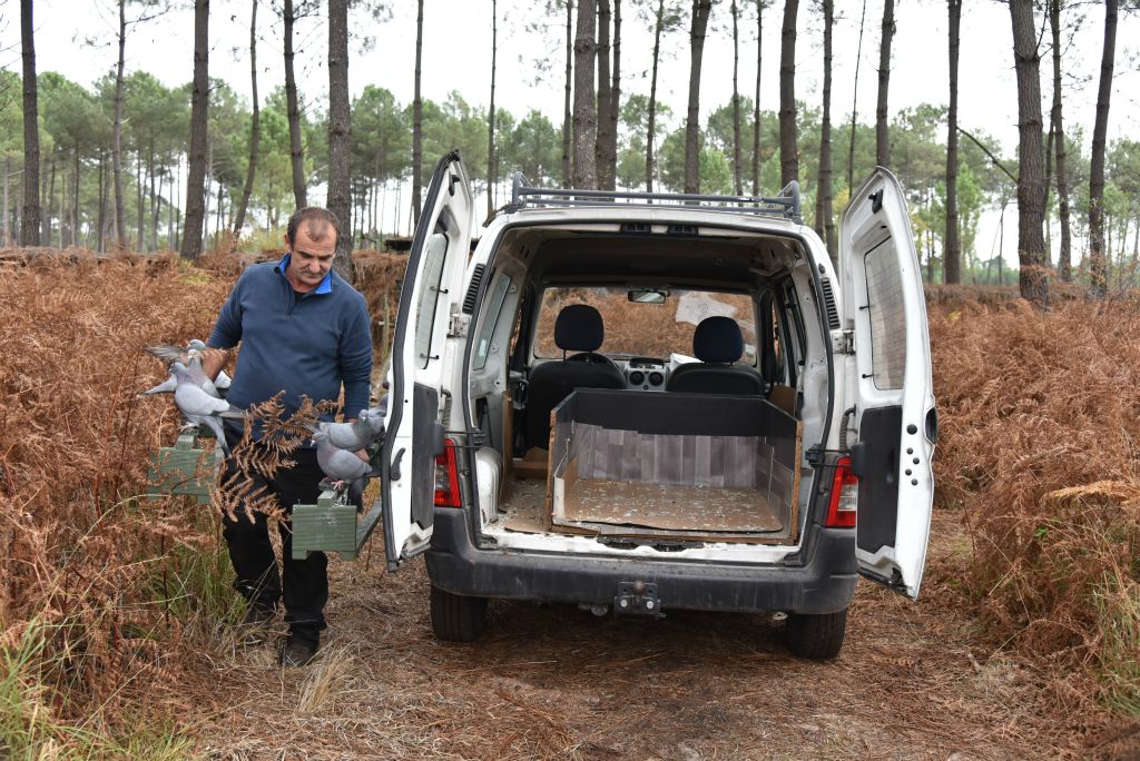 Et de transporter les pigeons à l'arrière de la camionette.