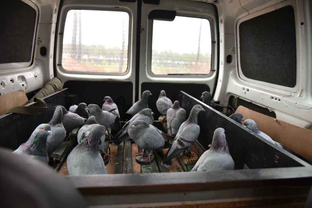 De retour à la maison où ils seront nourris et abreuvés,  les pigeons reviendront ici le lendemain pour faire vivre à Jérôme peut-être la fièvre bleue qu'il espère tant attraper.