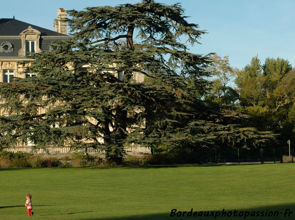 Regardez une dernière fois cet arbre que je connaissais depuis 46 ans !