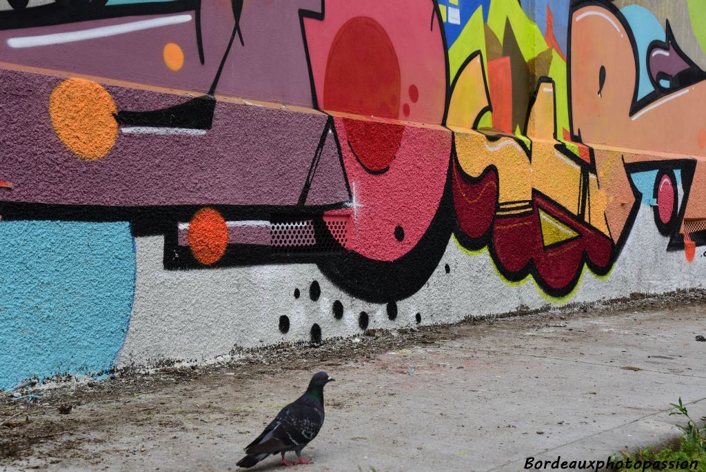 Même les pigeons semblent s'intéresser à l'art urbain.