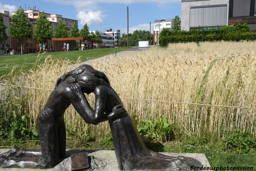 Un champ de seigne, symbole de vie sur un espace  de souffrance.