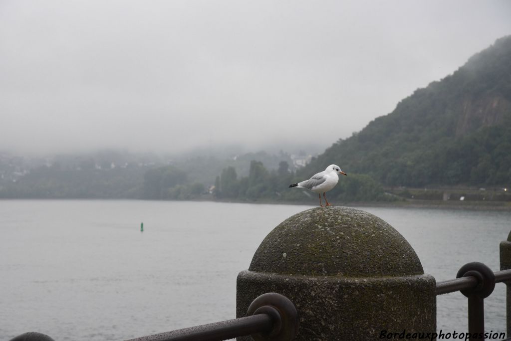 Il fait un temps de mouette à Deutches Eck.