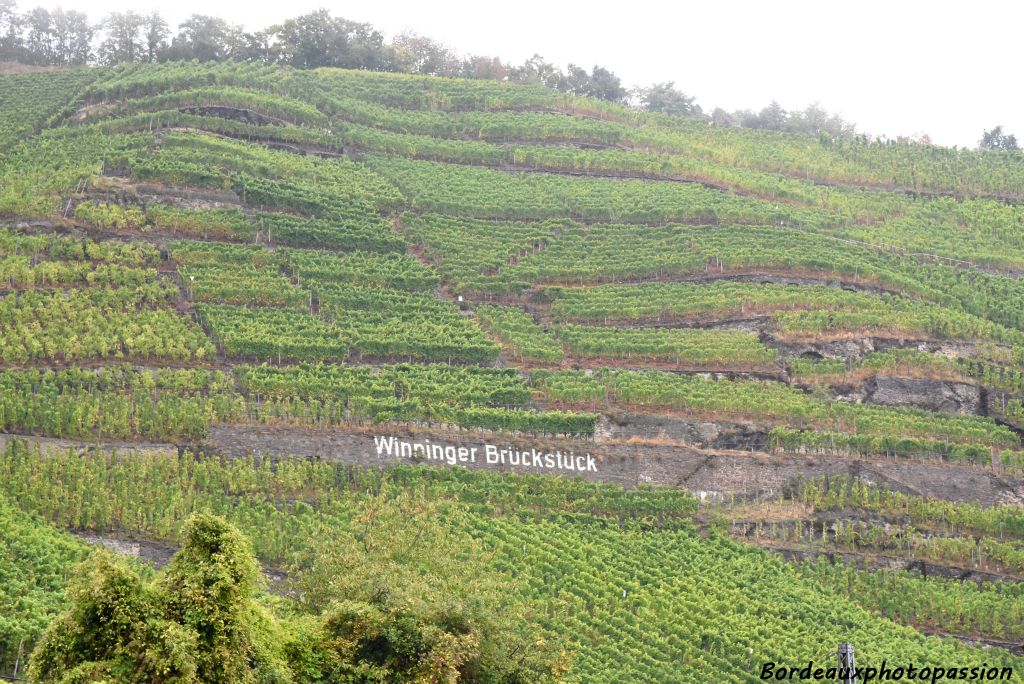 En longeant la Moselle en direction de Trèves, les premières vignes s'offrent à notre regard.