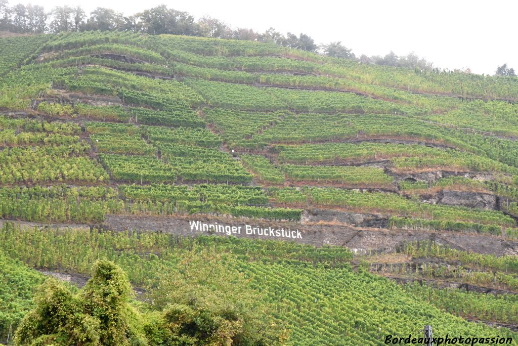 En longeant la Moselle en direction de Trèves, les premières vignes s'offrent à notre regard.