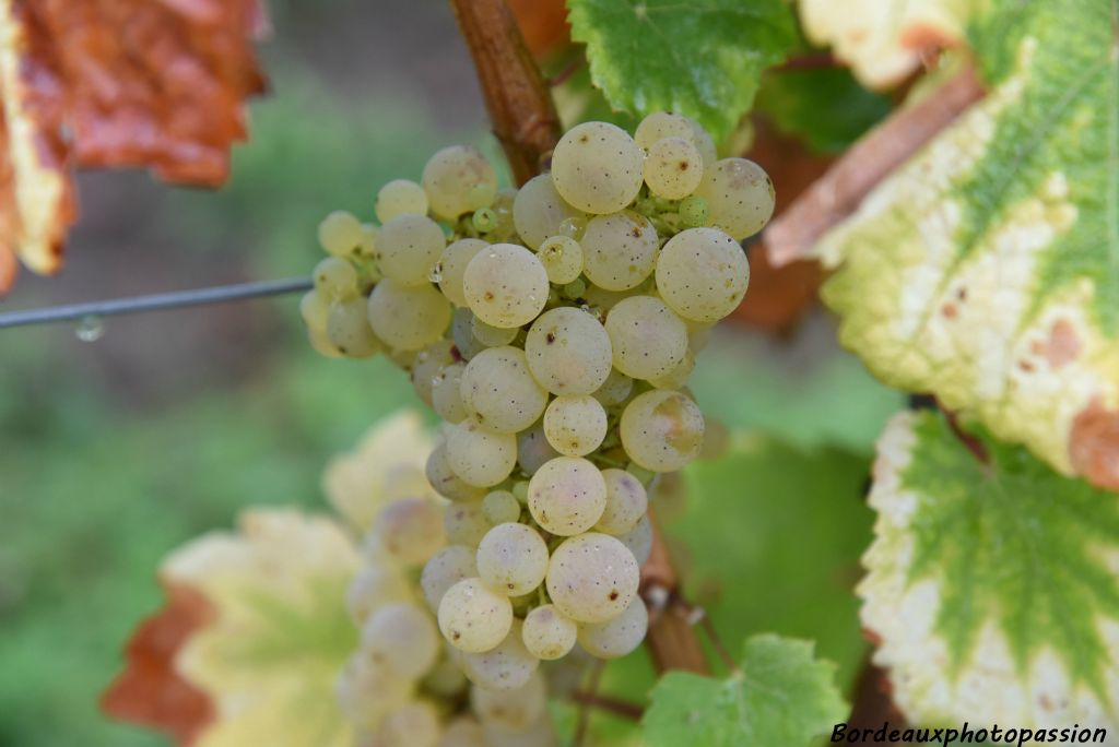 En ce début d'octobre, les vendanges n'ont pas débuté.