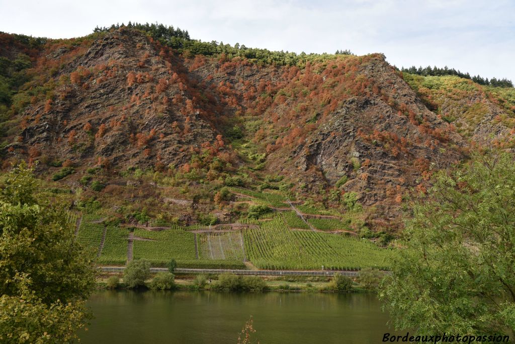 Le riesling est le principal cépage de cette région viticole.