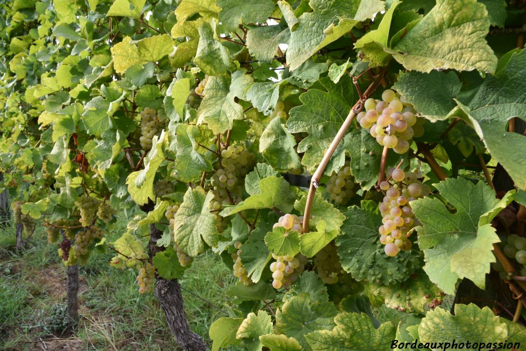  71% du vignoble allemand est planté de cépages blancs et 21% de riesling.