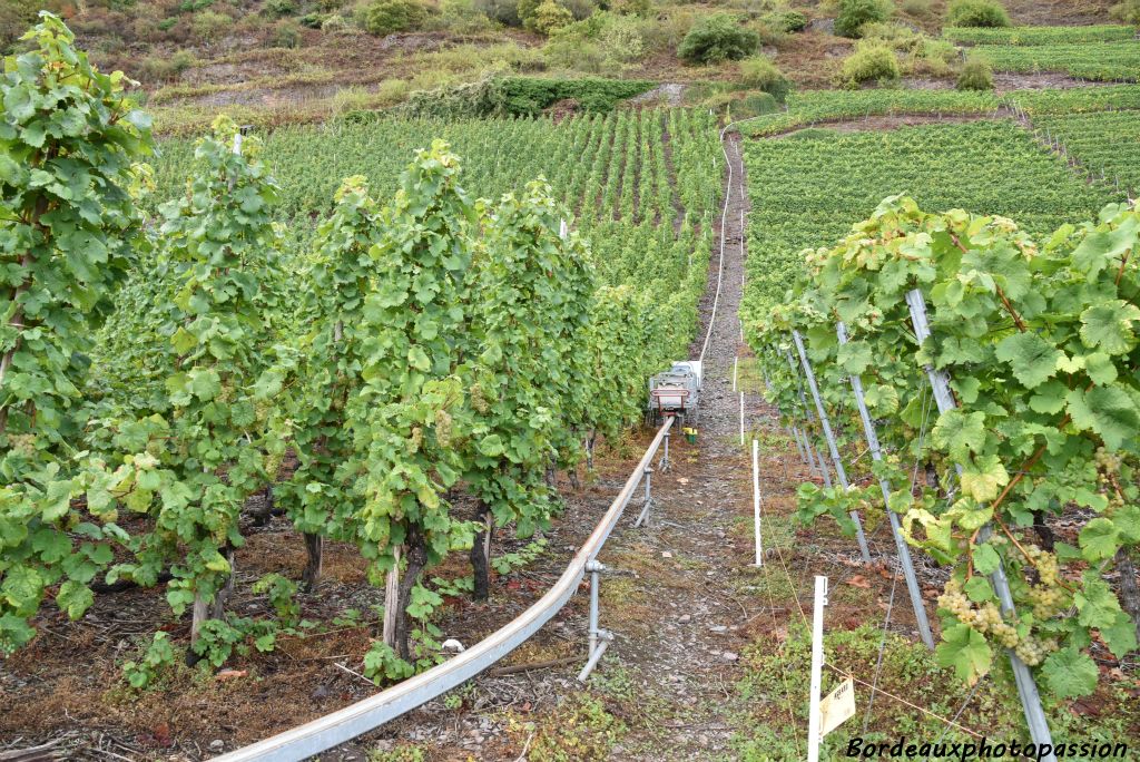 Le viticulteur a planté de la vigne partout où il a pu le faire. Un appareillage spécial l'aide dans ses travaux.