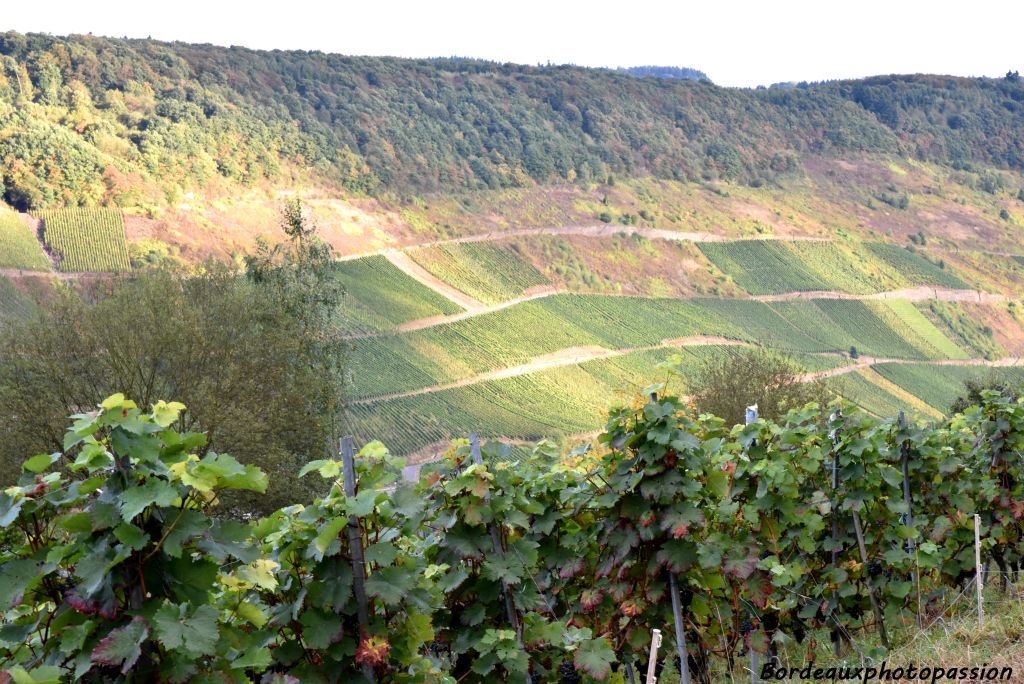 Parmi les cépages de rouge, le pinot noir et le dornfelder sont les plus cultivés. Le dornfelder donne un vin très coloré au gout fruité.