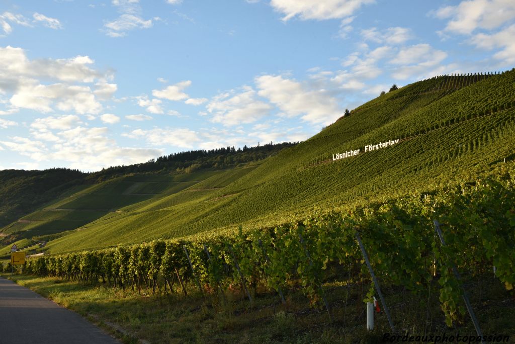 Les vins de riesling élégants et minéraux produits sur les coteaux de la Moselle, de la Sarre et de la Ruwer comptent parmi les meilleurs vins blancs du monde. 