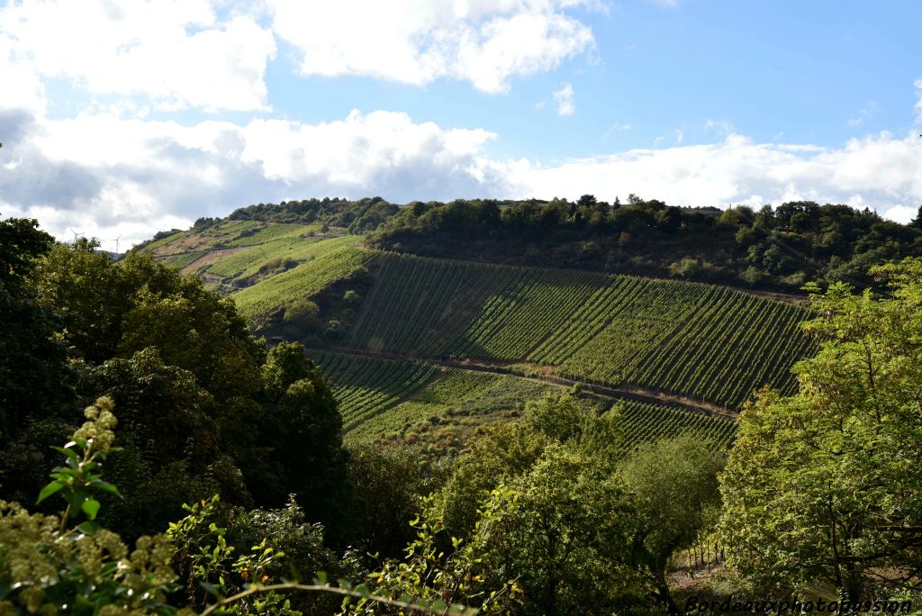 Un vignoble de coteaux.