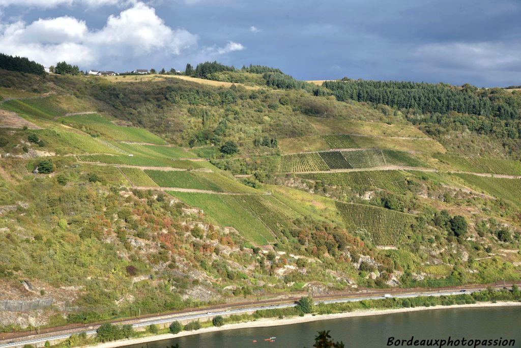 Sur les rives du Rhin coule le vin !