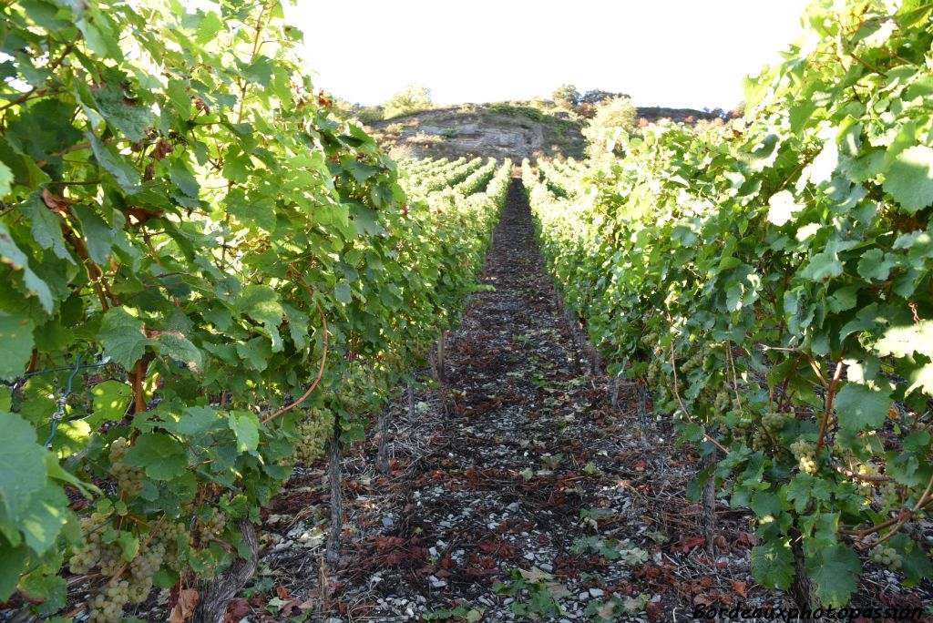 La vigne est omniprésente.