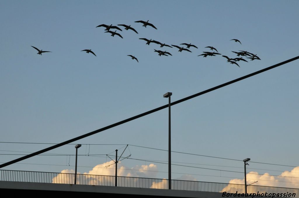 Il n'est pas rare de voir un vol d'oies bernaches au-dessus du pont...