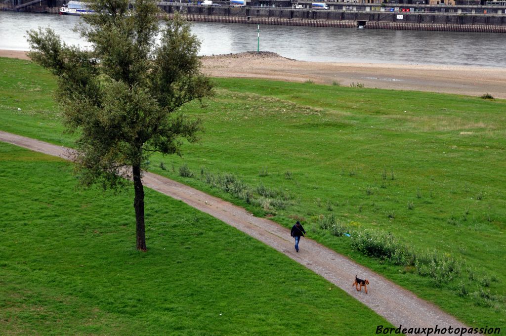 La promenade du chien.