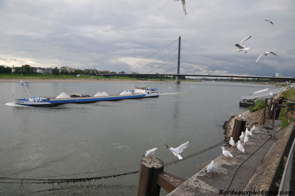 Les mouettes sont aux premières loges pour voir passer les nombreuses péniches sur le Rhin...