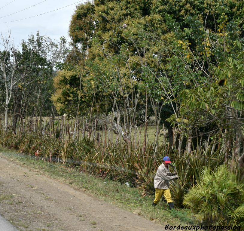 Les cantonniers cubains fauchent les bords de route à la machette !