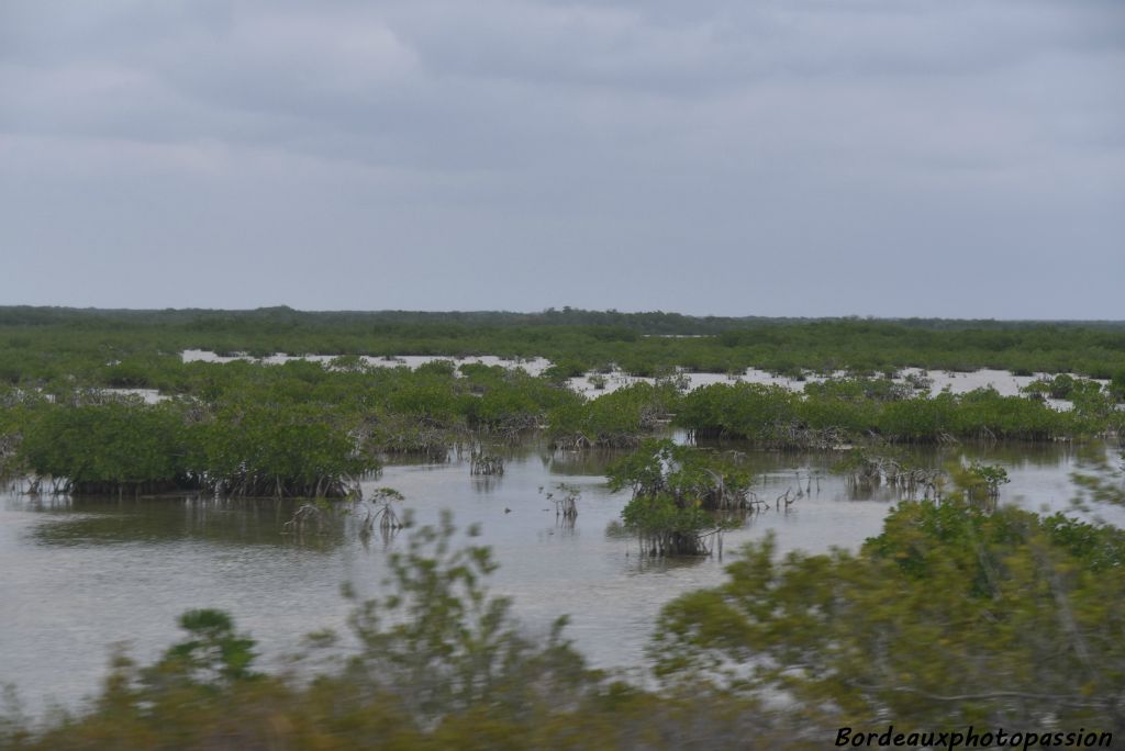 Au sud de l'île, ce ne sont que forêts, marais salants et mangroves.
