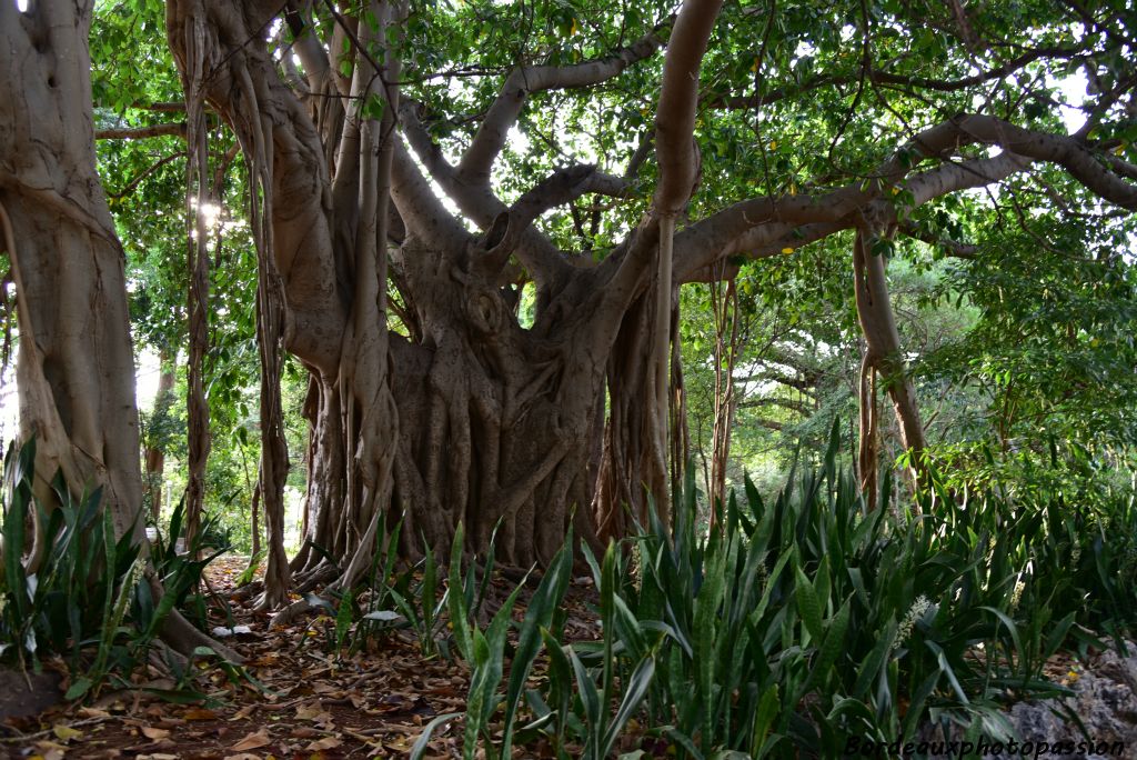 La nature est luxuriante à la périphérie de La havane.