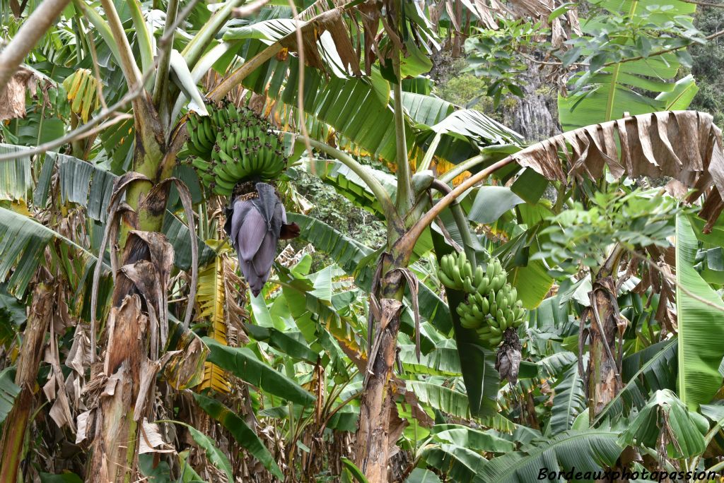 Les fruits à Cuba sont ceux des Caraïbes.