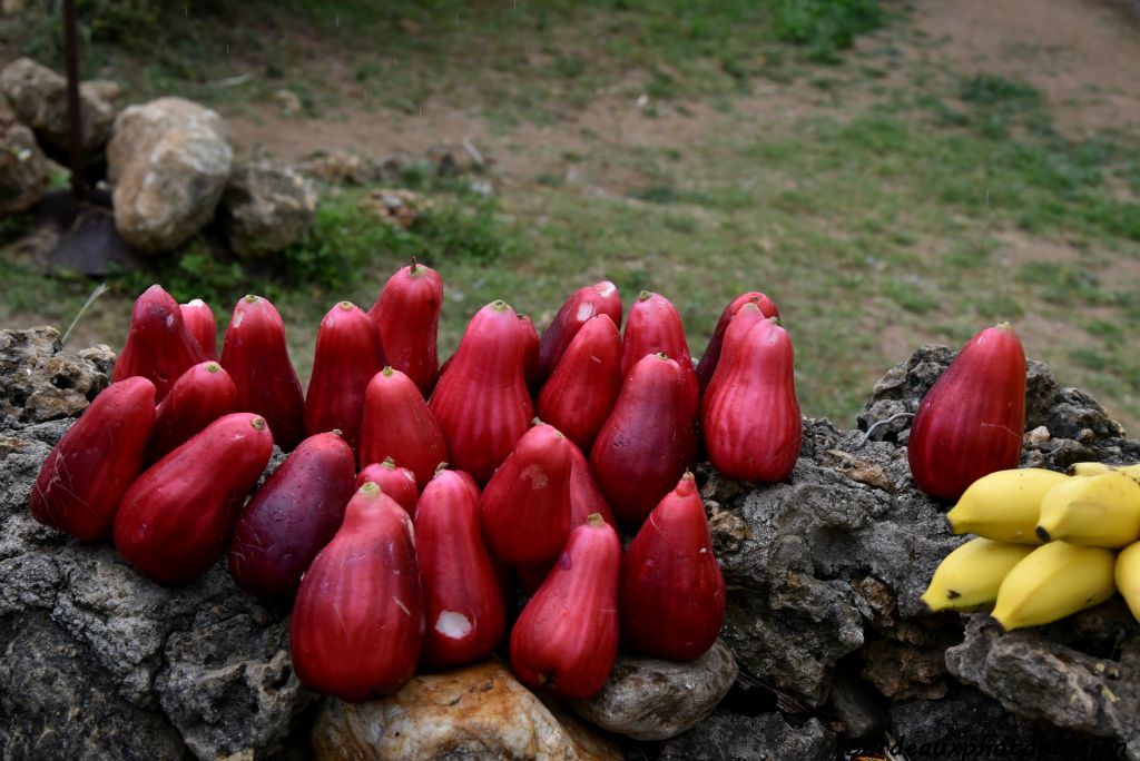 Poires de Cuba.