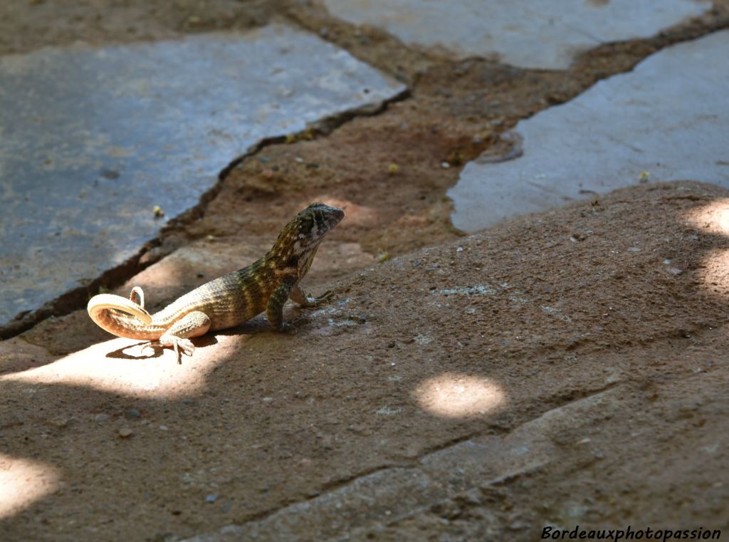 Le lézard cochon de Cuba doit son nom a sa queue enroulée. (curly tail)