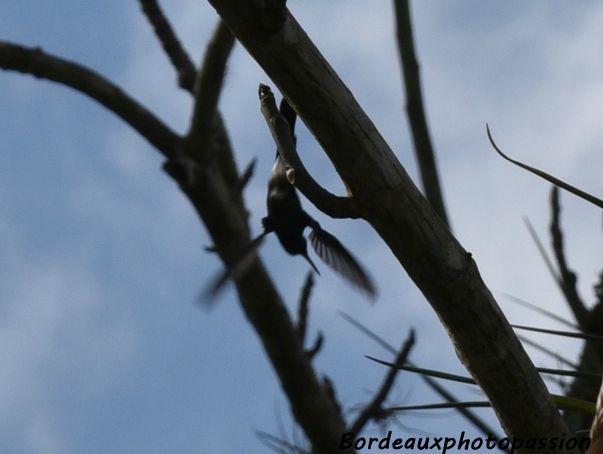 Nous sommes accueillis par un colibri.