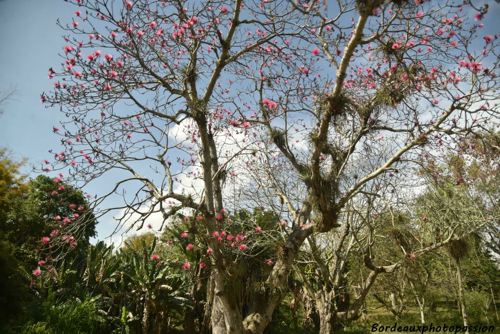 Un bombax avec ses fleurs roses ou blanches. À noter que cet arbre  possède  des plantes épiphytes qui se servent de l'arbre comme support uniquement.