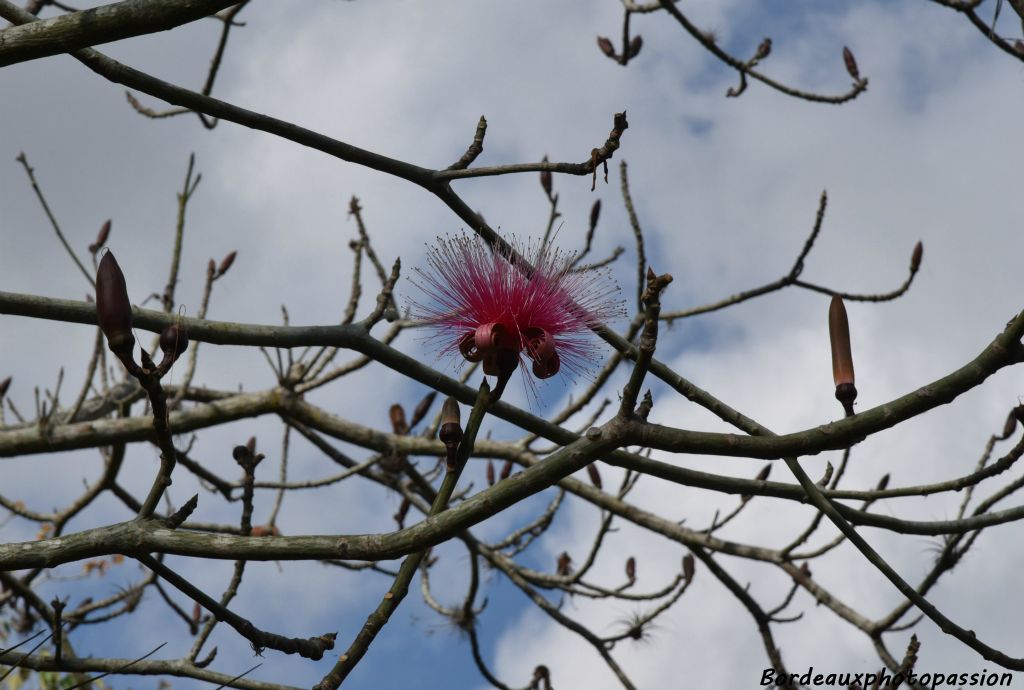 Fleur rose de bombax.