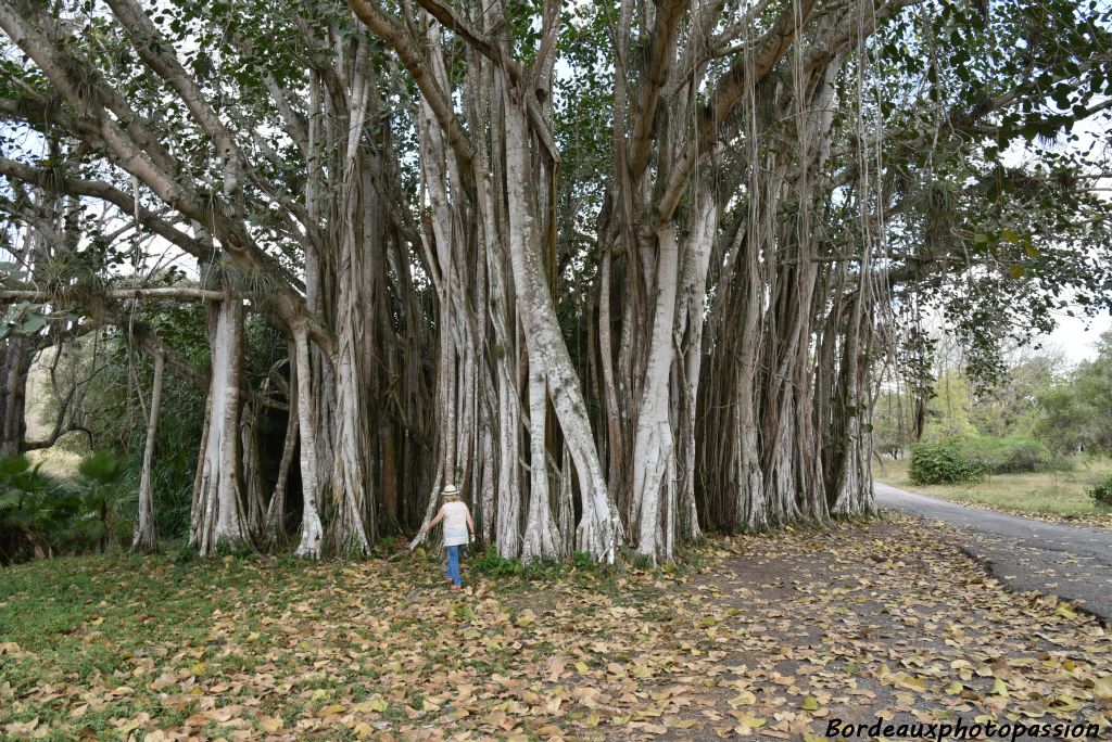 Un ficus du Bengale  ou figuier des Banyans avec ses racines aériennes qui peuvent se marcotter dès qu'elles touchent le sol.