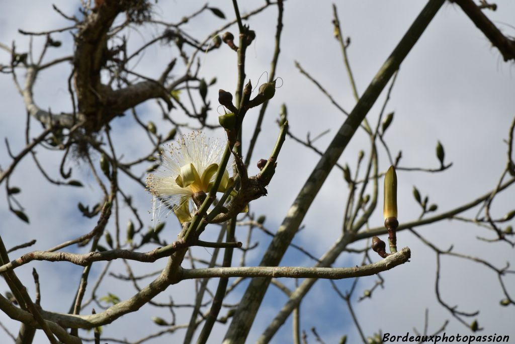 Fleur blanche de bombax.