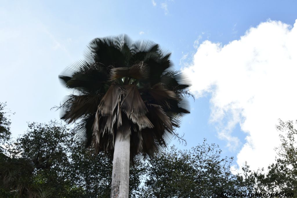Palmier endémique à Cuba.