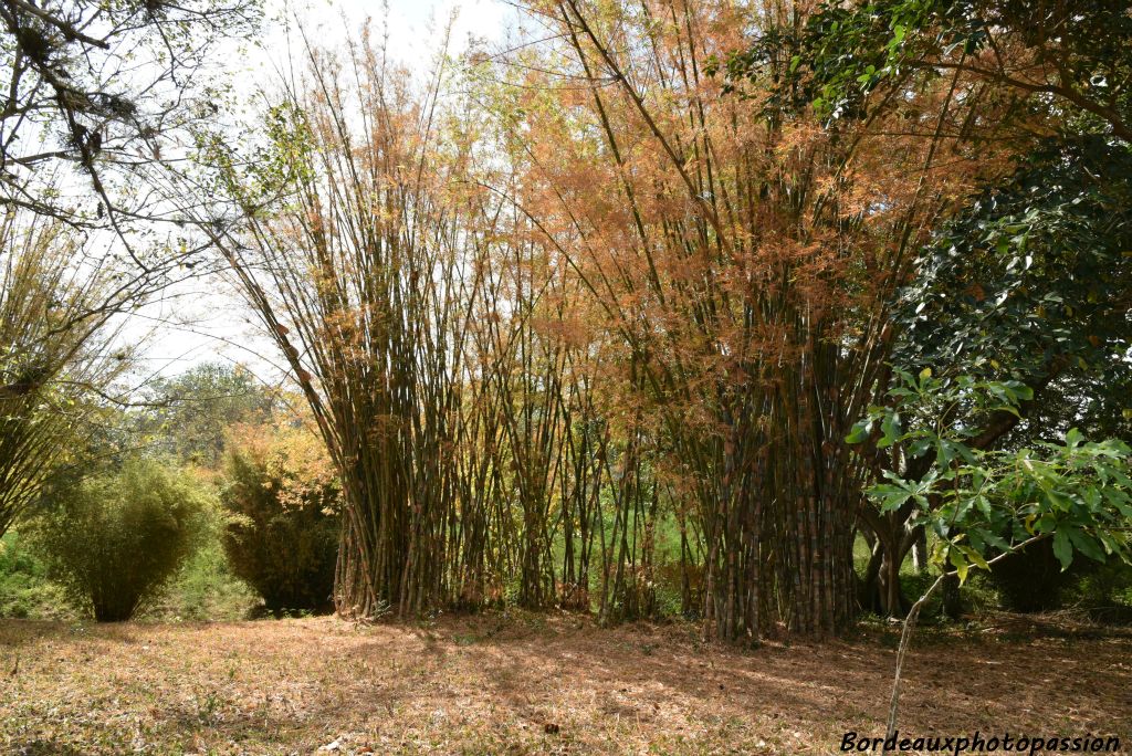 Sous ce climat tropical, certains bambous peuvent croître de 40 cm dans la journée !