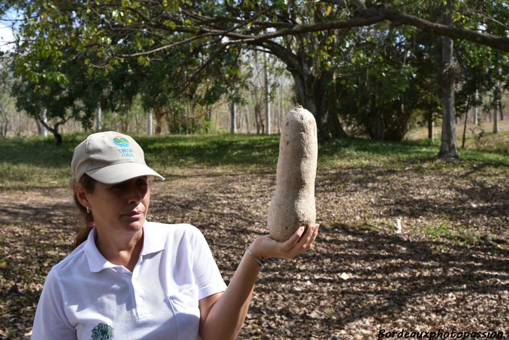 Un fruit de l'arbre à saucisses originaire d'Afrique.