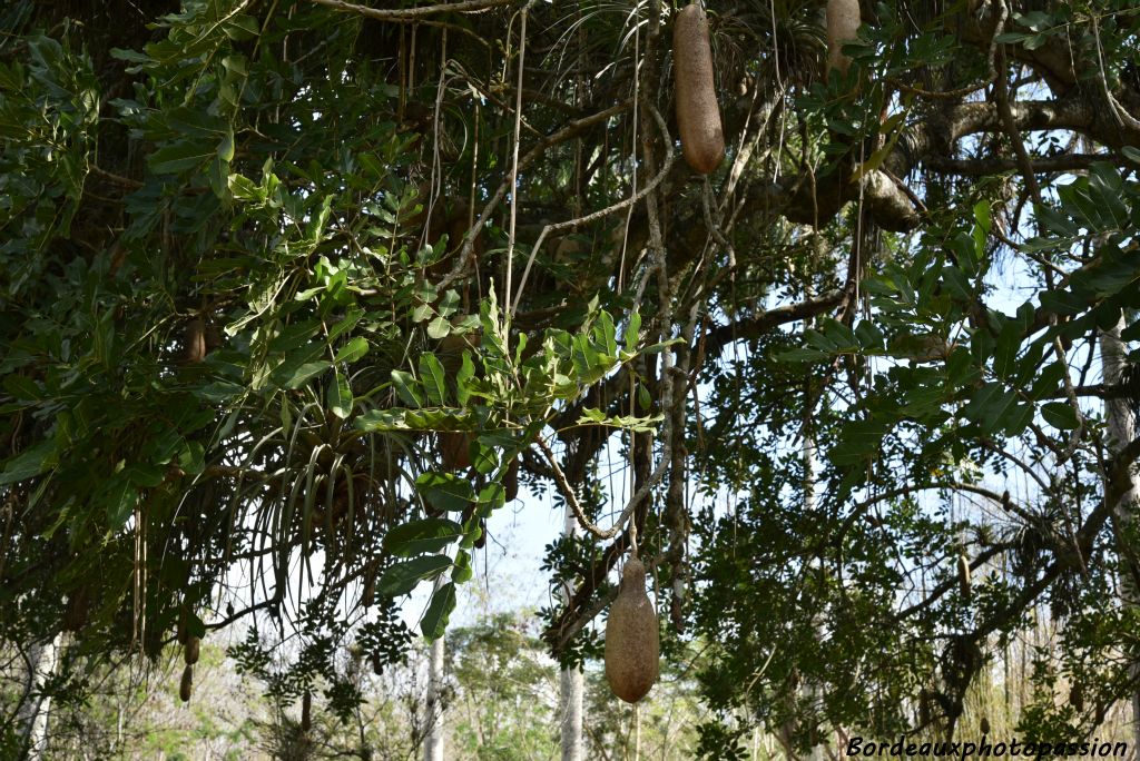 Surnommé "arbre télescope" car si un fruit vous tombe sur la tête vous verrez des étoiles !