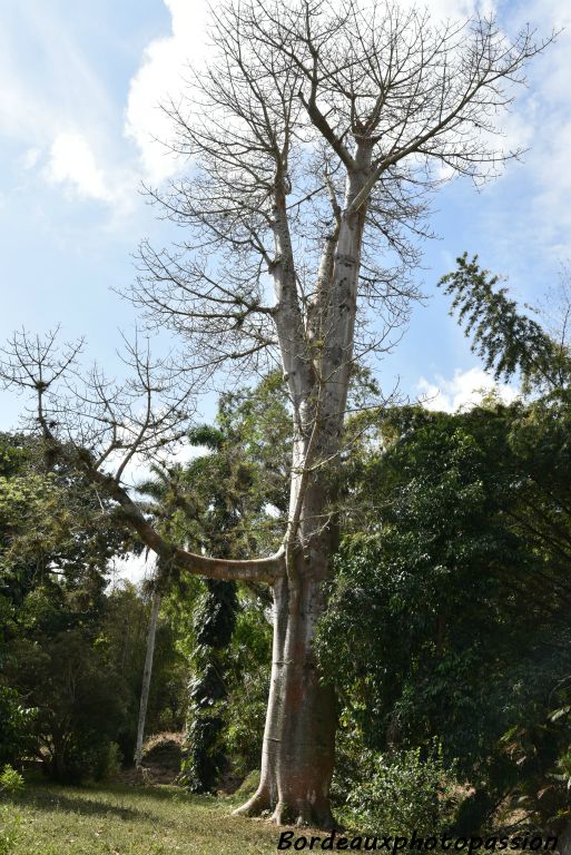 L'arbre dit " patte de l'éléphant" produit un bois léger utilisé dans la construction des bateaux.