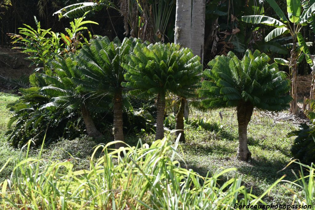 Petits palmiers originaires de Pinar del Rio à Cuba.