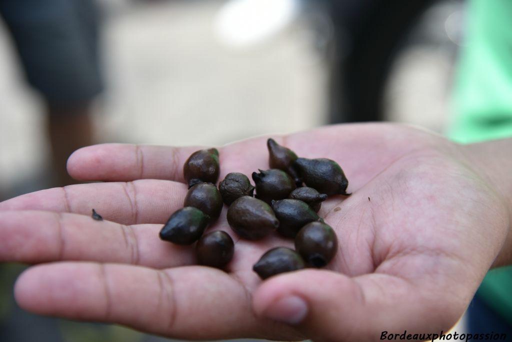 Une variété de petites goyaves.