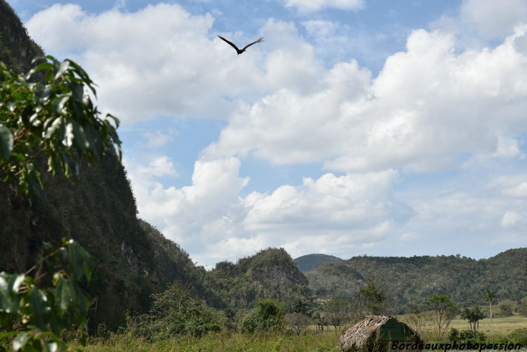 Dans la vallée de Viñales, les mogotes sont de gigantesques formations karstiques caractéristiques semblables à des pains de sucre.