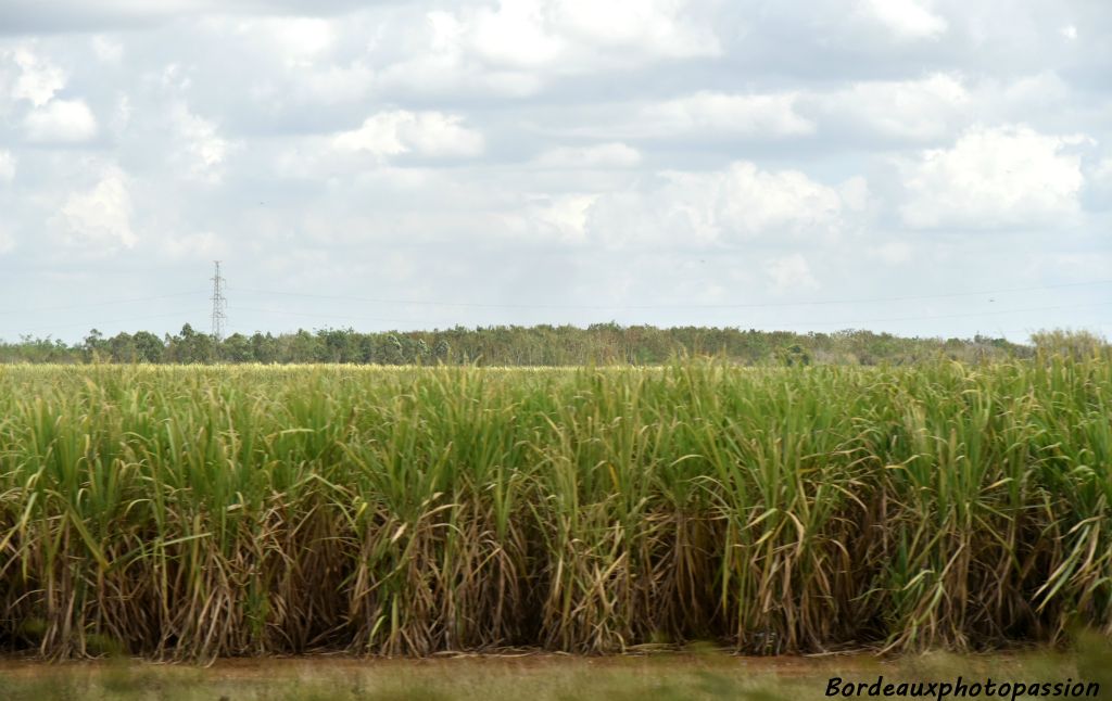 Si la canne à sucre reste très  présente à Cuba, elle l'a été davantage pendant plus deux siècles.