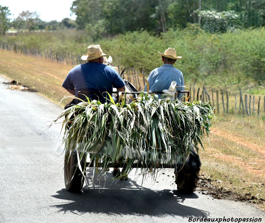 Transport  canne à sucre pour le bétail ou bien pour fabriquer sa consommation de rhum personnelle ?