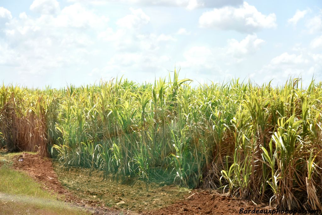 Cuba est le 6e producteur mondial de sucre et la canne à sucre occupe le tiers de la surface cultivée du pays.