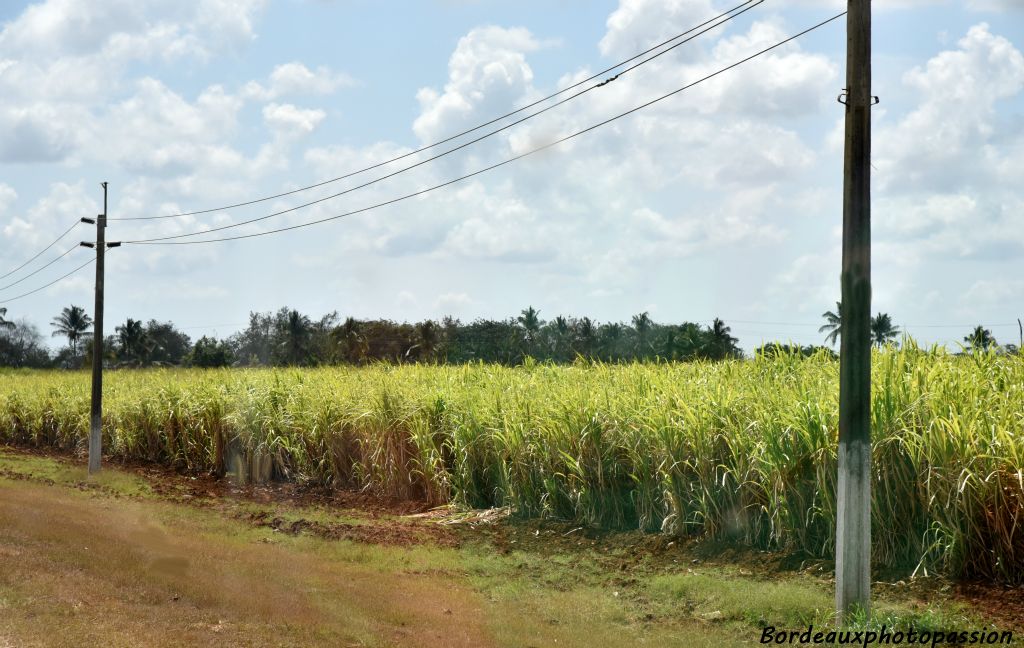 Les récoltes dépendent de l'intensité des cyclones : en 2008, 156 000 hectares de canne à sucre ont été détruits et 500 000 ont été inondés.