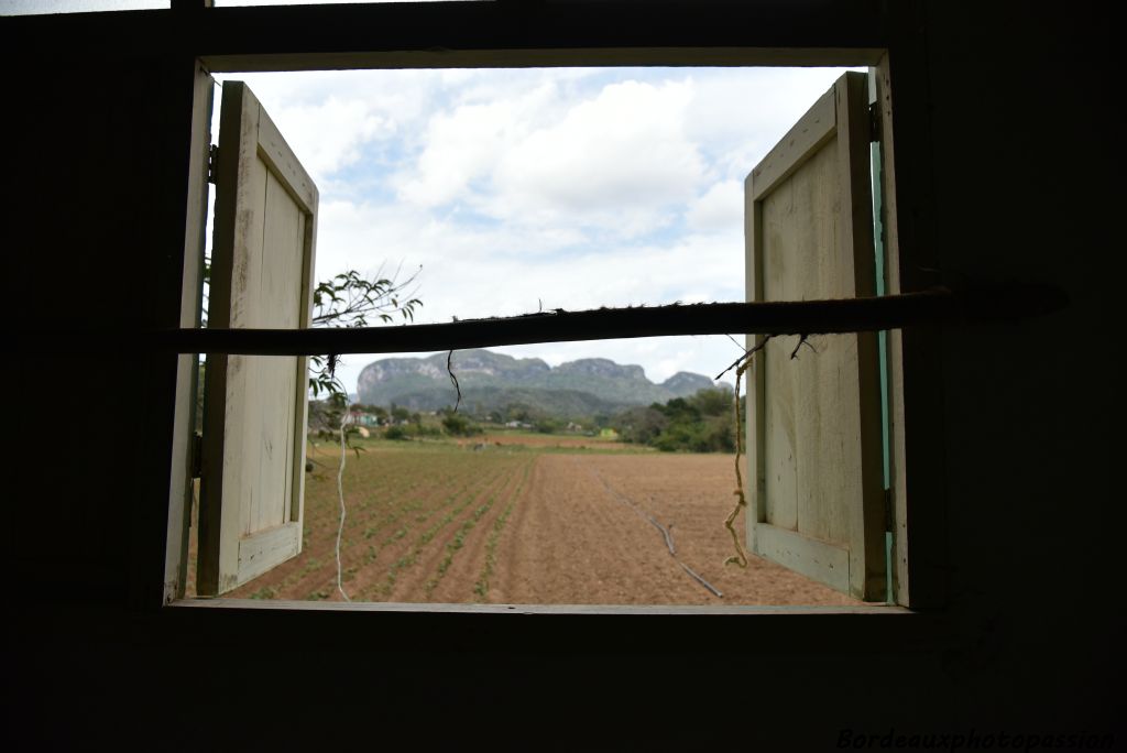 C'est ici dans la vallée de Viñales que l'on plante le meilleur tabac du monde depuis toujours.