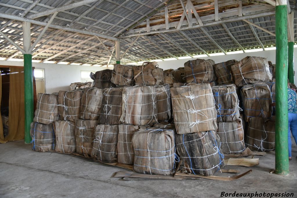 Les feuilles sont stockées dans des balles faites avec des feuilles de palmier. Il s'agit de garder une certaine humidité pour fabriquer par la suite le cigare.