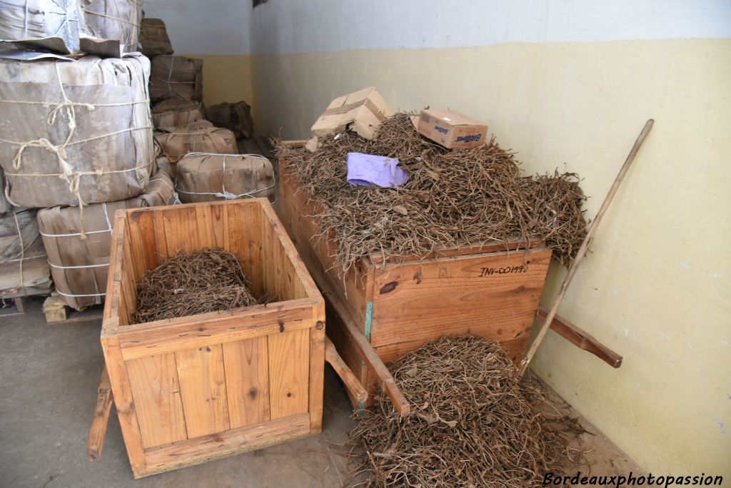 Les nervures des feuilles de tabac.