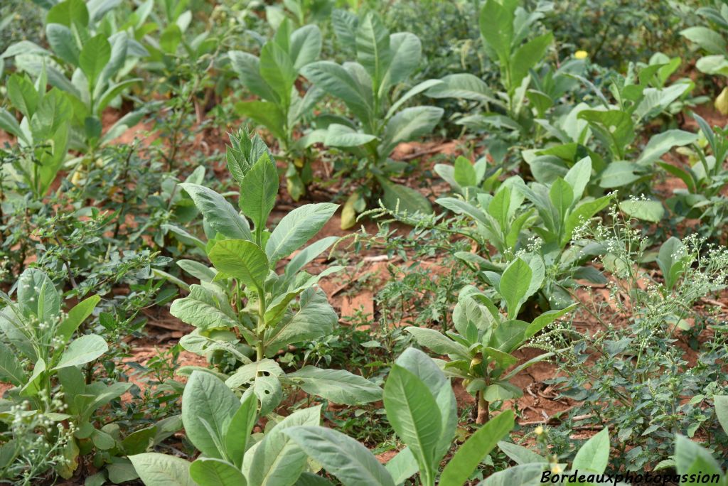 Le plant de tabac, destiné aux cigares, arrivé à maturité n'a pas de fleur. En effet, les bourgeons à peine visibles sont "pincés" ce qui bloque leur développement et permet aux feuilles de disposer de toute la sève de la plante.